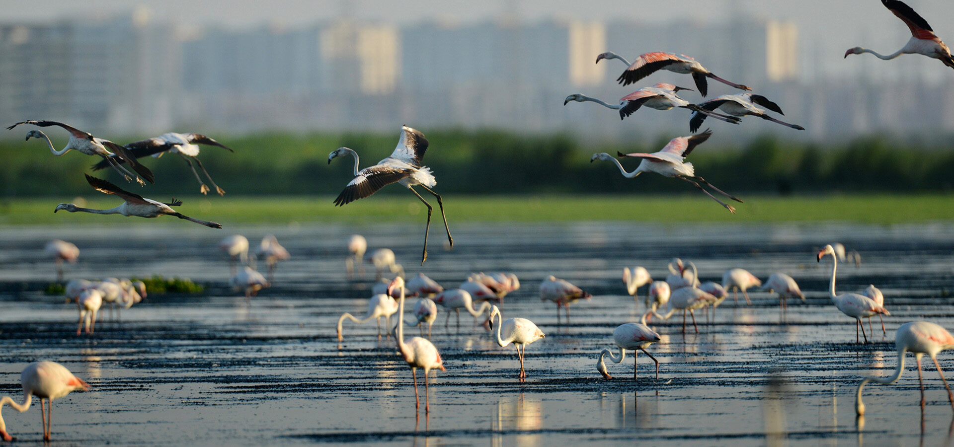 Chennai, 19/04/2016 , Pallikaranai marsh houses thousands of Gray and pink pelicons. Wetlands are drying up all over the country including the Pallikarani Marsh one of the largest wetland in India at a time, Many species of migratory birds are in extinction stage all over the world . Photo : Shaju John